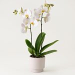 Vit orkidé i kruka