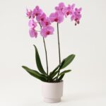 Rosa orkidé i kruka