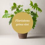 Floristens gröna krukväxt